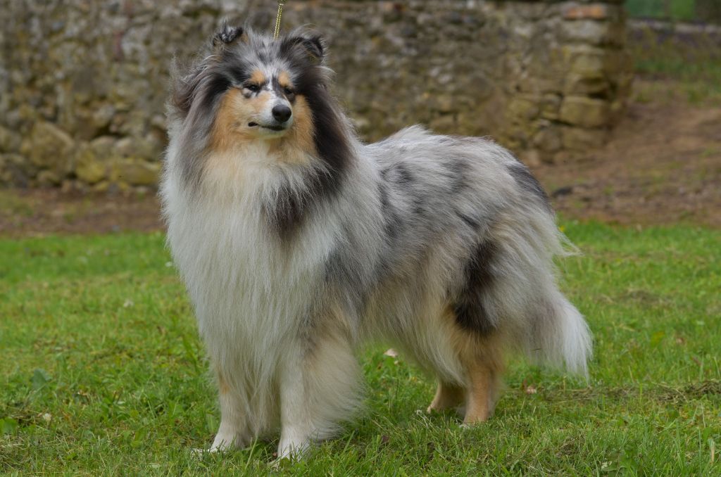 Sybelle Des Princes D'Ecosse
