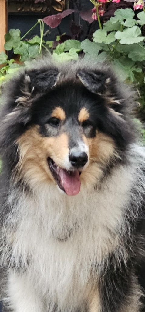 Ares Des Princes D'Ecosse