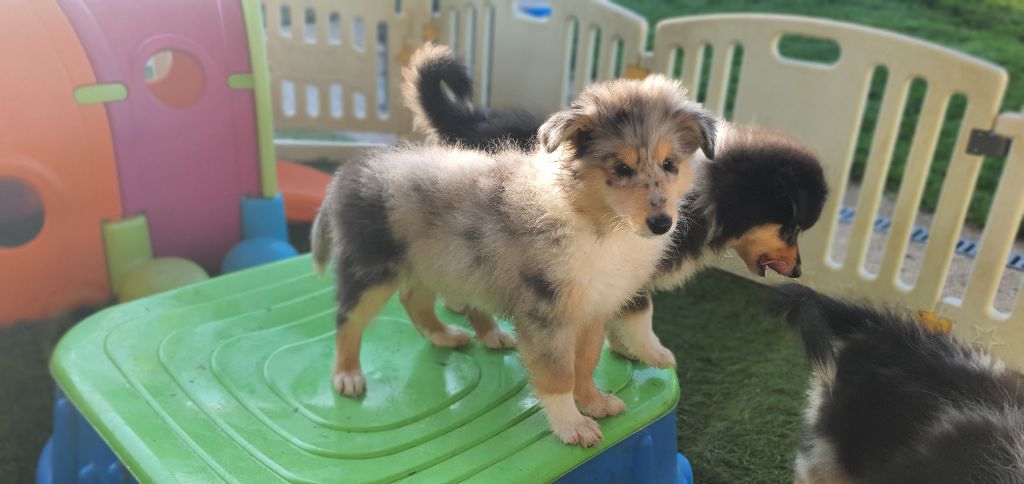 Des Princes D'Ecosse - Chiots disponibles - Colley à poil long