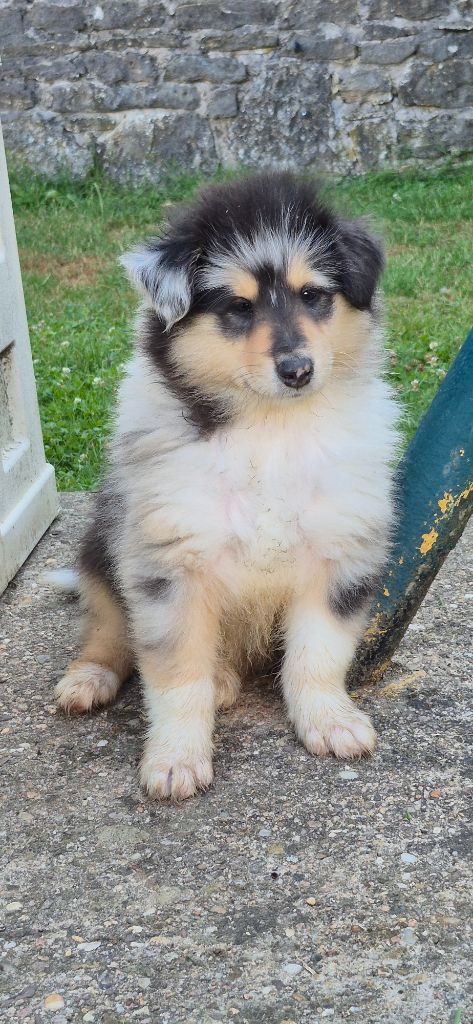 Des Princes D'Ecosse - Chiots disponibles - Colley à poil long