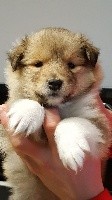 CHIOT
