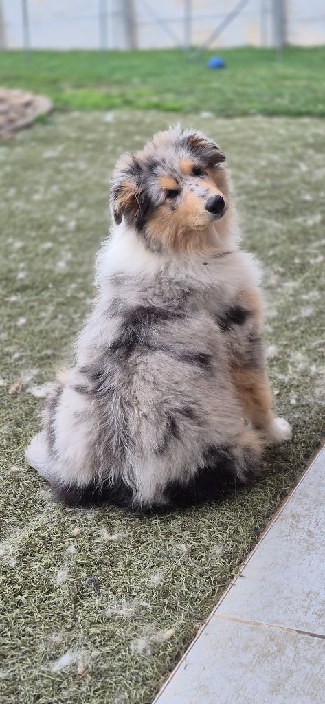 Des Princes D'Ecosse - Chiots disponibles - Colley à poil long