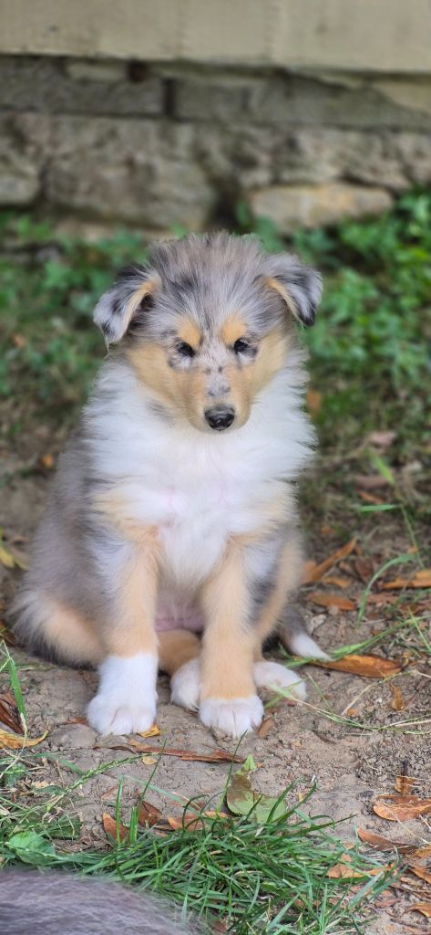 Des Princes D'Ecosse - Chiots disponibles - Colley à poil long