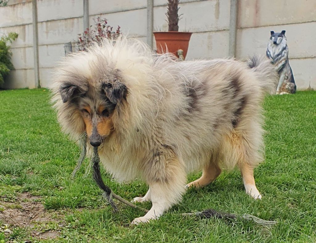 Des Princes D'Ecosse - Chiots disponibles - Colley à poil long